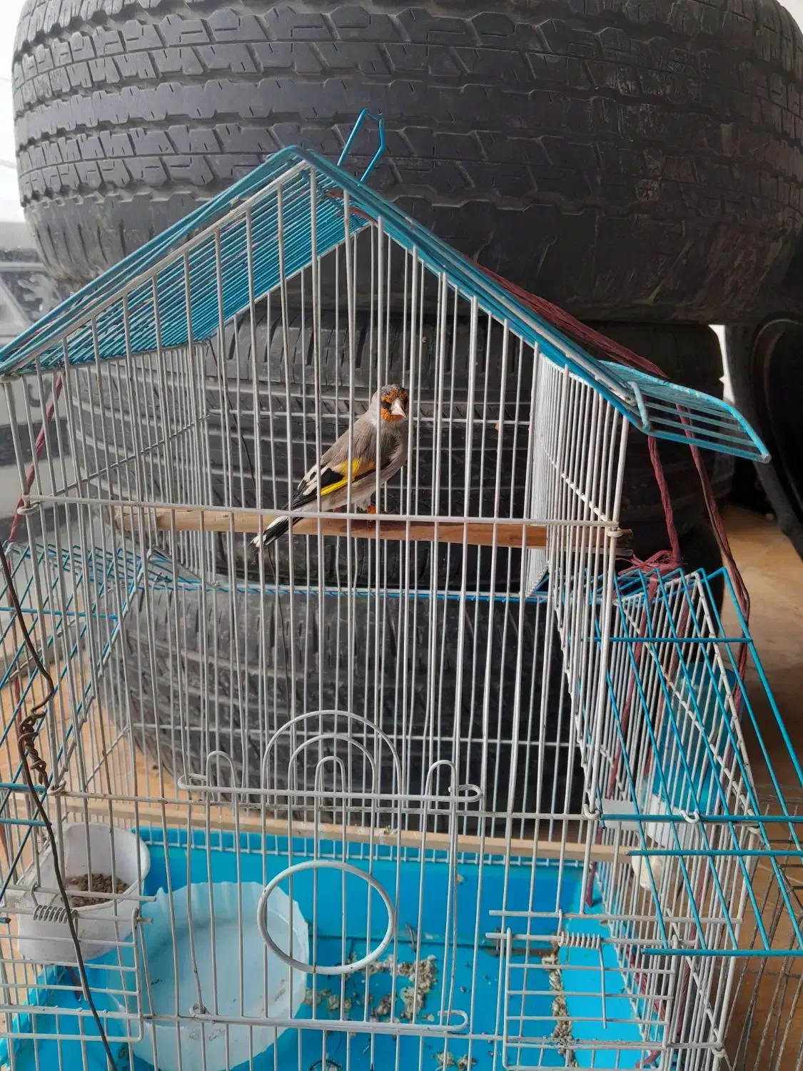 سهره|پرنده|شیروان (خراسان), |دیوار