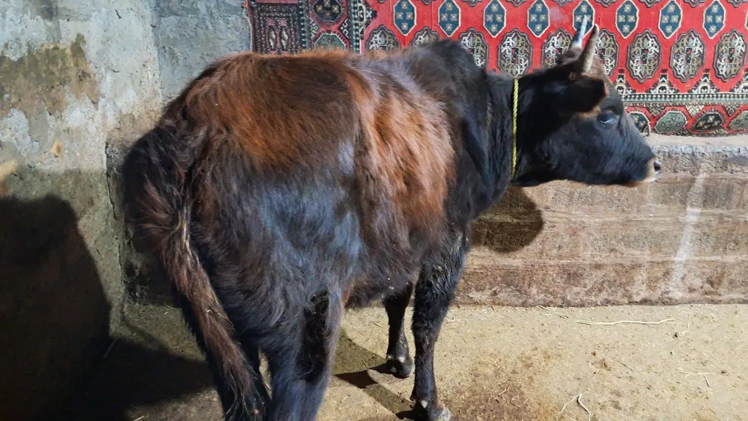 گوساله ماده گاو ورزا|حیوانات مزرعه|نوشهر, |دیوار