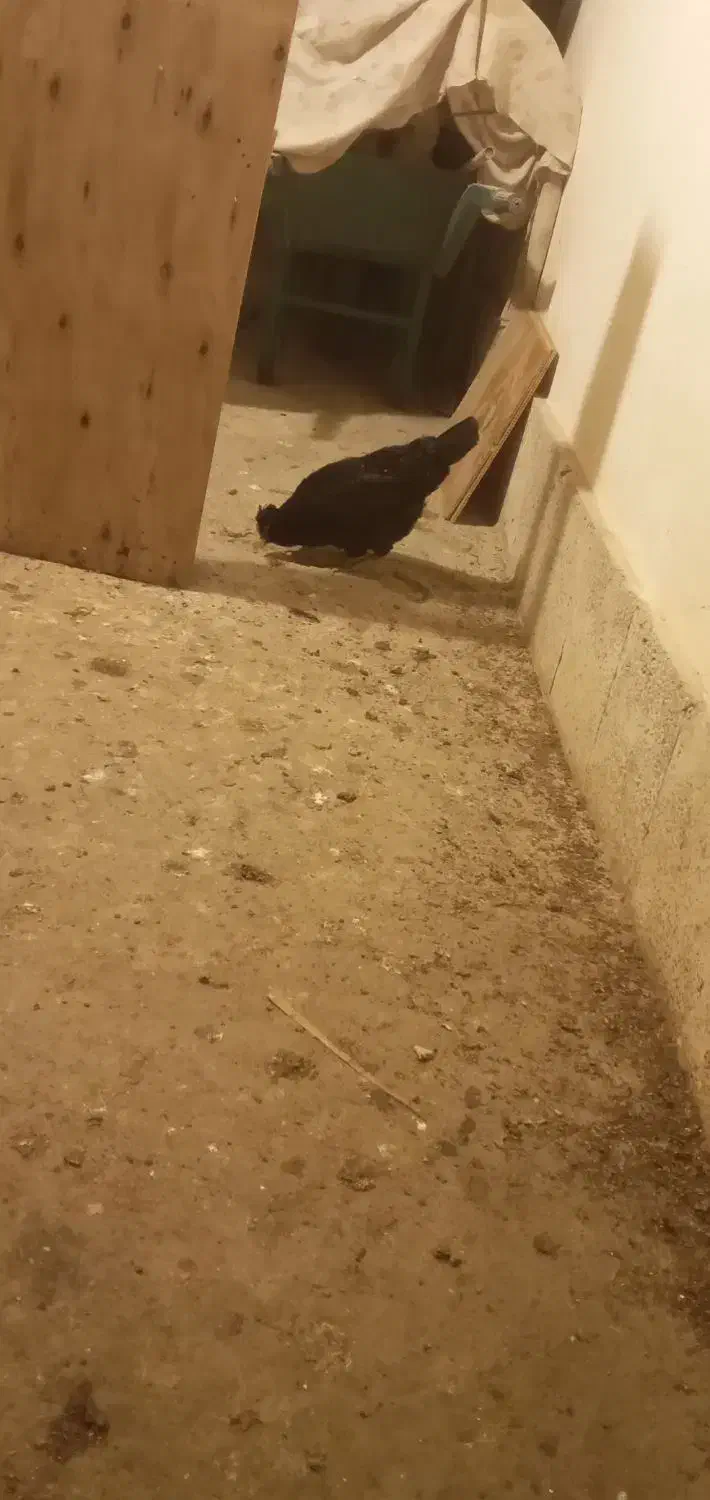 مرغ گلین|حیوانات مزرعه|تهران, جمال‌زاده|دیوار