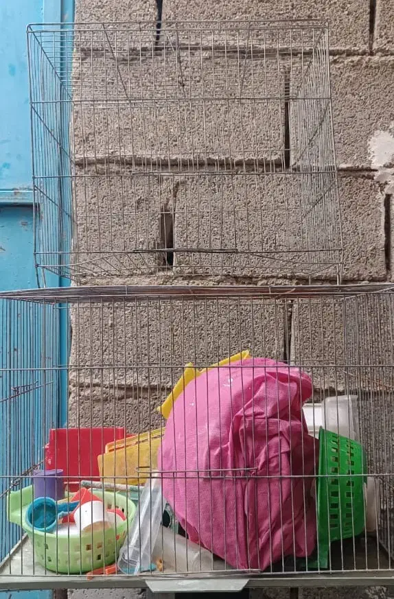۲ عدد قفس پرنده همراه با وسایلش|لوازم جانبی حیوانات|بندر ماهشهر, |دیوار