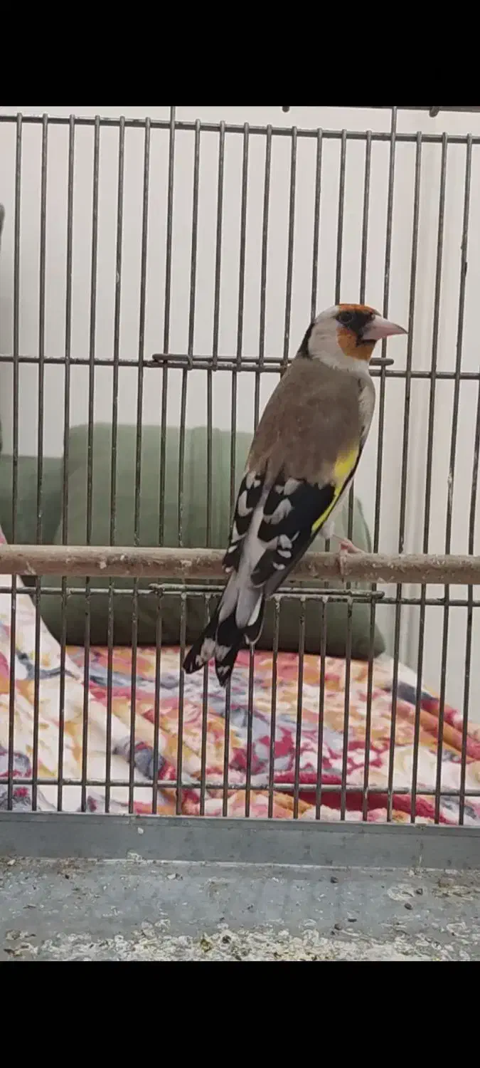 سهره تعداد|پرنده|تهران, مینای شمالی (مخبر)|دیوار