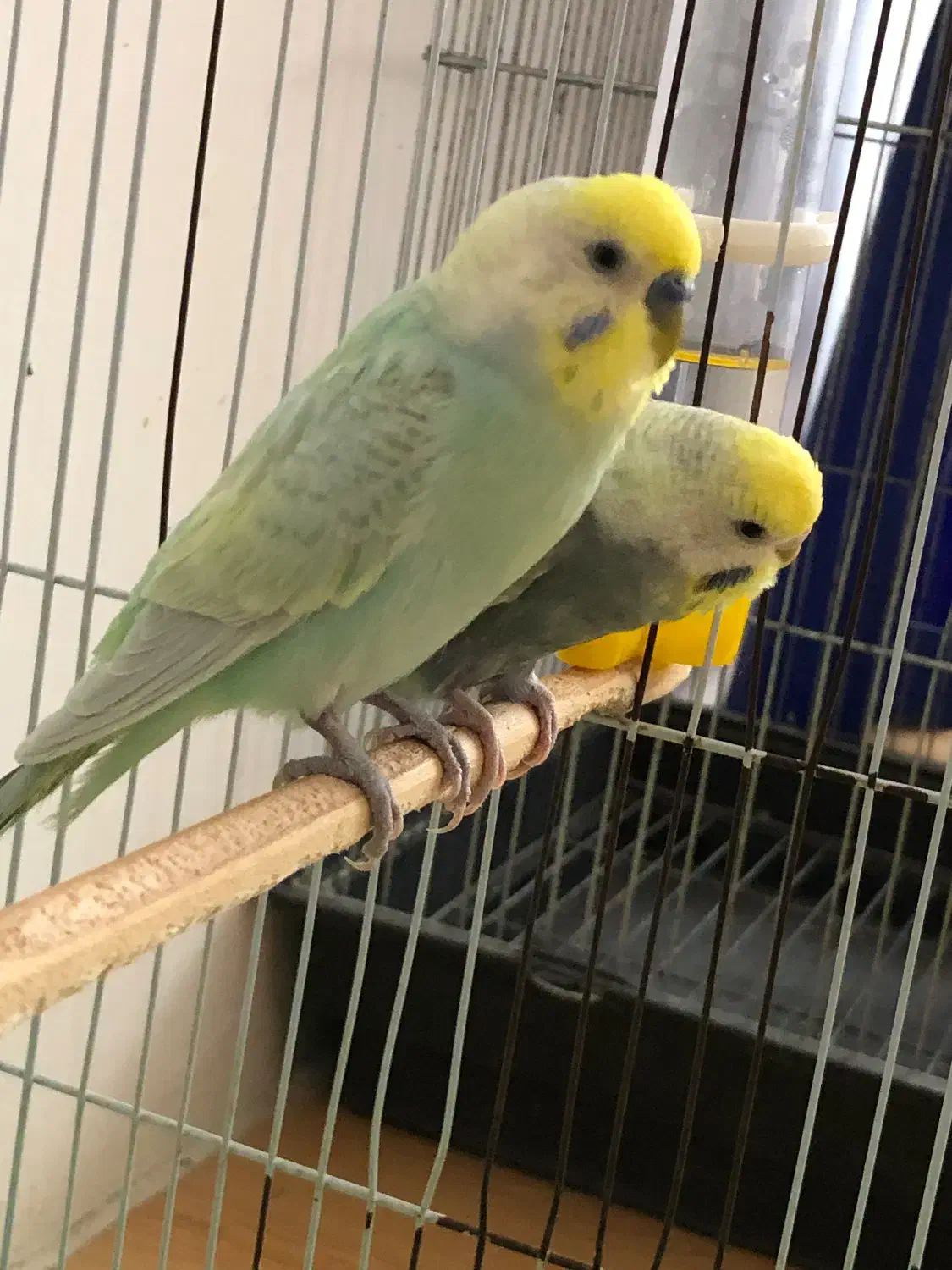 مرغ عشق مولد رینبو درجه 1 با جوجه فروش فوری|پرنده|نوشهر, |دیوار