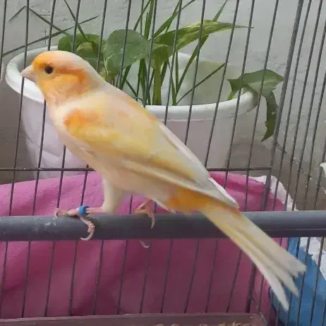 قناری نر خوش رنگ کشیده قرص بخون شلاقی بشرط|پرنده|گلستان (تهران), |دیوار