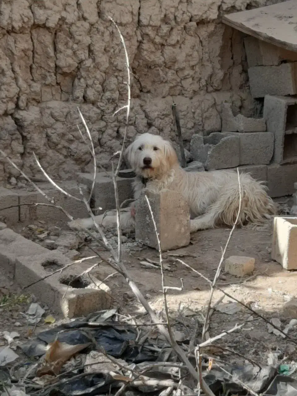 لاس ریشی|سگ|خمینی‌شهر, |دیوار