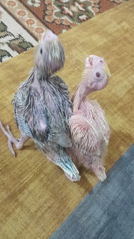 جوجه عروس هلندی سرلاکی|پرنده|خمینی‌شهر, |دیوار