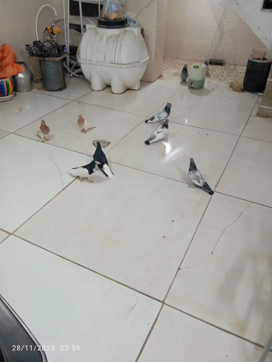 کفتر بهبونی وشهری|پرنده|شیراز, کیان آباد|دیوار