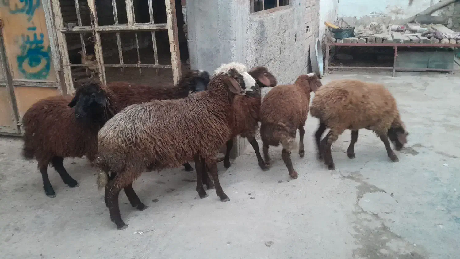 بره های نروماده|حیوانات مزرعه|سرخنکلاته, |دیوار