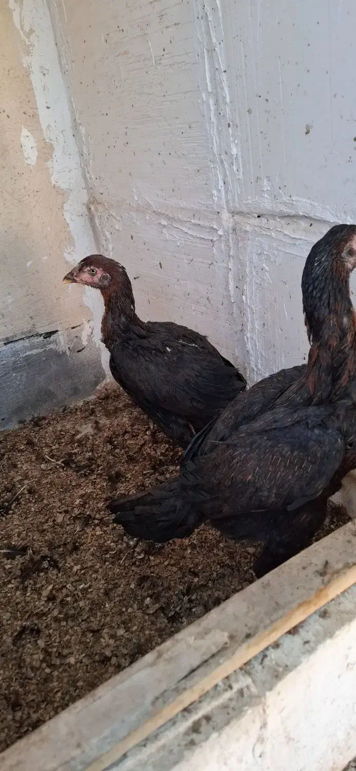 مرغ لاری|حیوانات مزرعه|قم, سنگ بند|دیوار