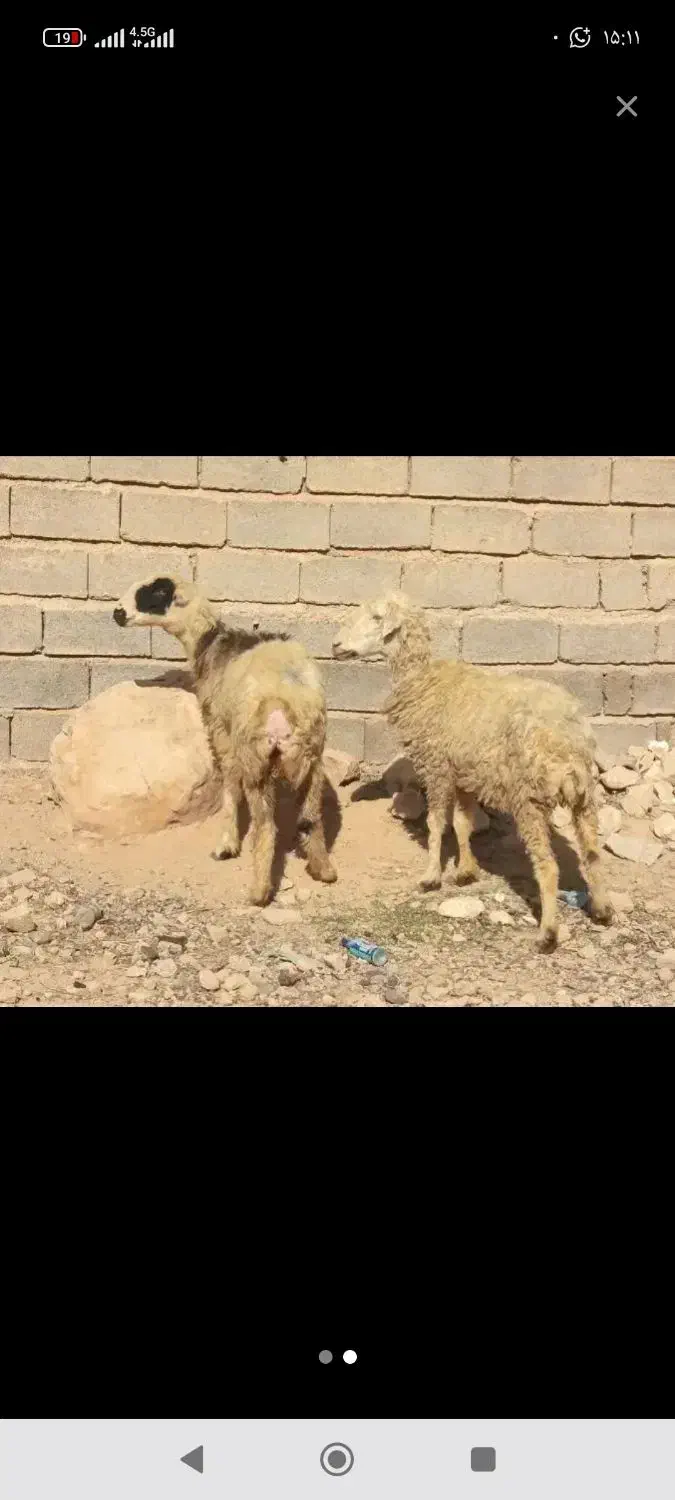 2 عددشیشک|حیوانات مزرعه|شیراز, کوشک میدان|دیوار