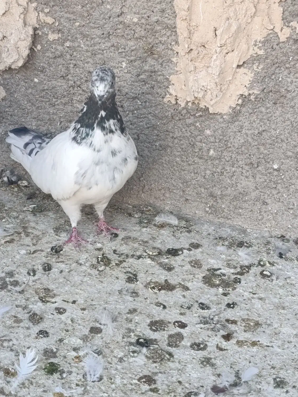 کبوتر|پرنده|یزد, |دیوار