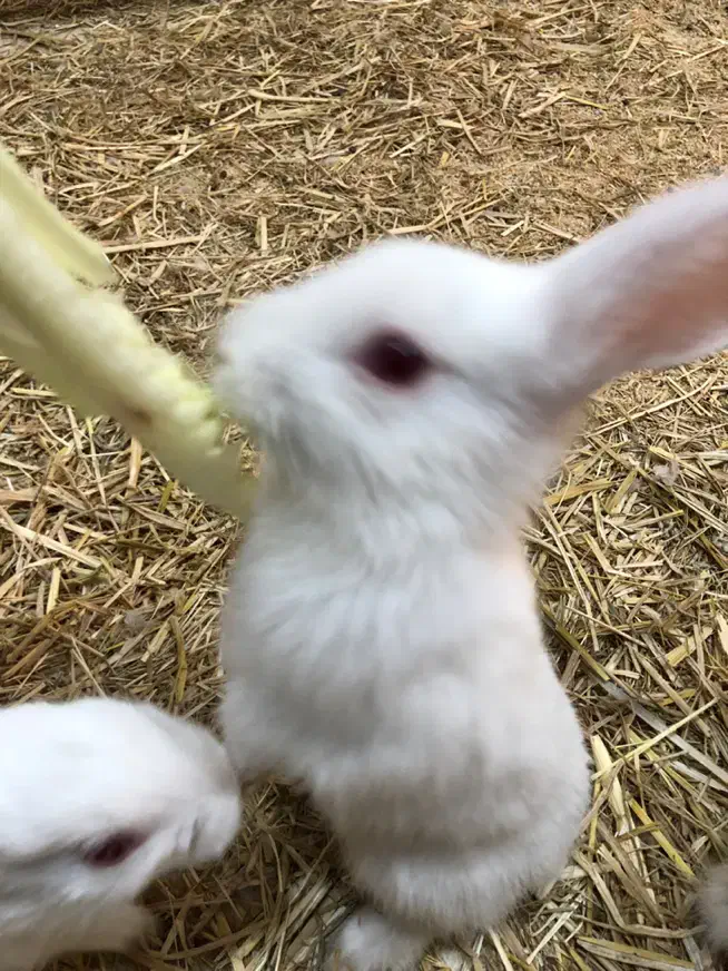 خرگوش دستی|موش و خرگوش|سبزوار, قصبه شرقی|دیوار