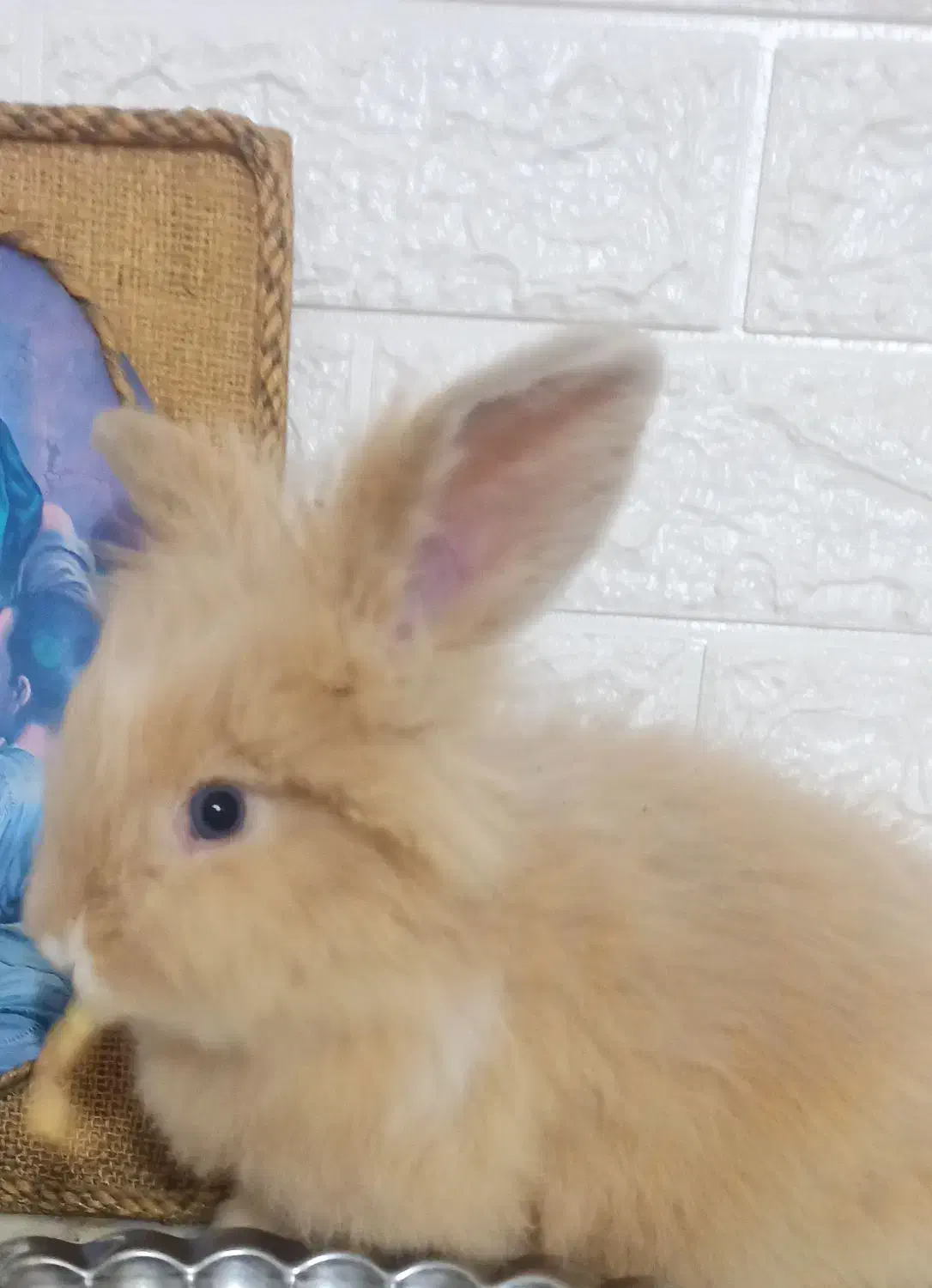 خرگوش لوپ آنغوره|موش و خرگوش|کرمان, |دیوار