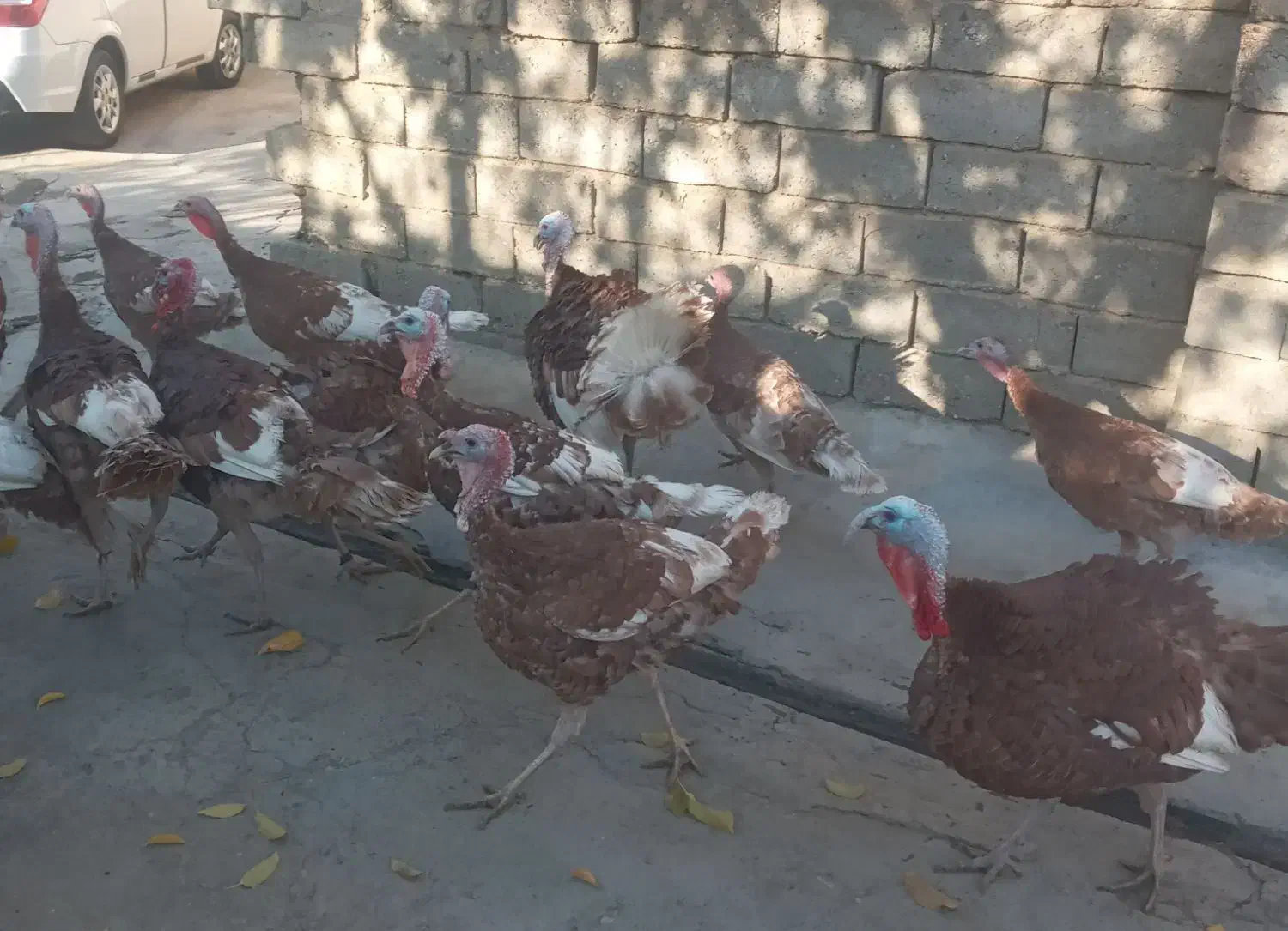 بوقلمون ارگانیک|حیوانات مزرعه|نهاوند, |دیوار