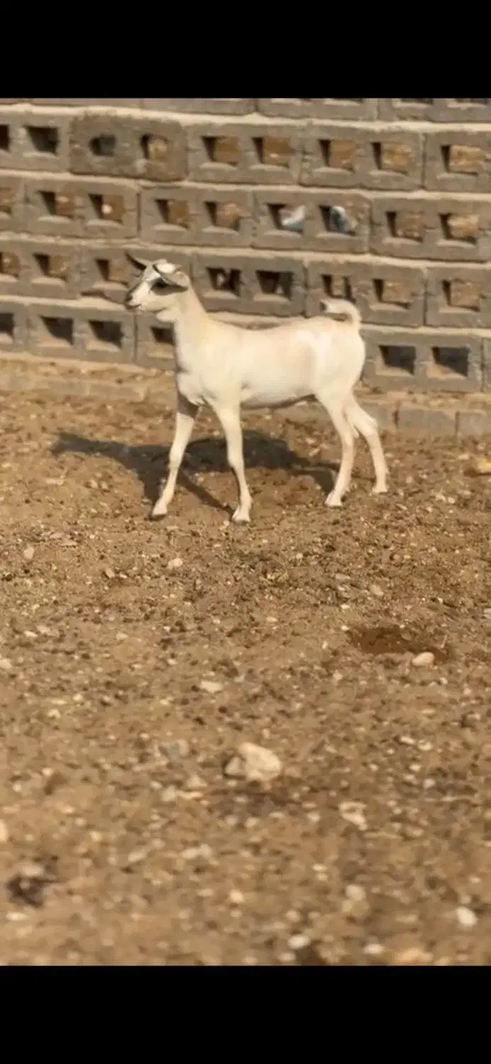 خالث|حیوانات مزرعه|رشت, امین الضرب|دیوار