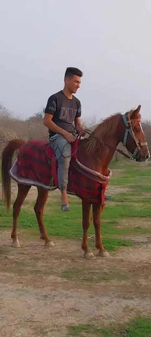 اسب حمدانی چهارساله|اسب و تجهیزات اسبسواری|شوشتر, |دیوار