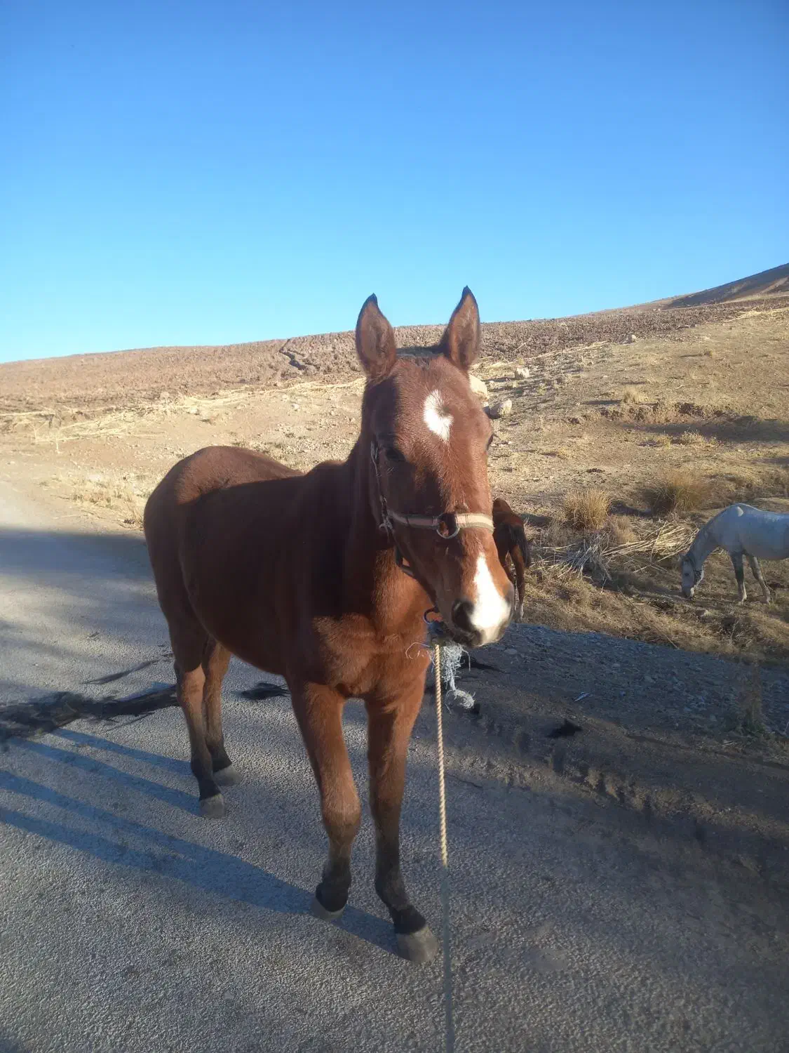 کره نریان کرد|اسب و تجهیزات اسب‌سواری|بیرانوند, |دیوار