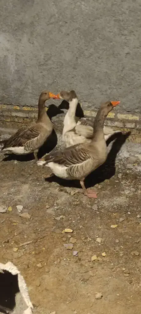 غاز|حیوانات مزرعه|شادگان, |دیوار