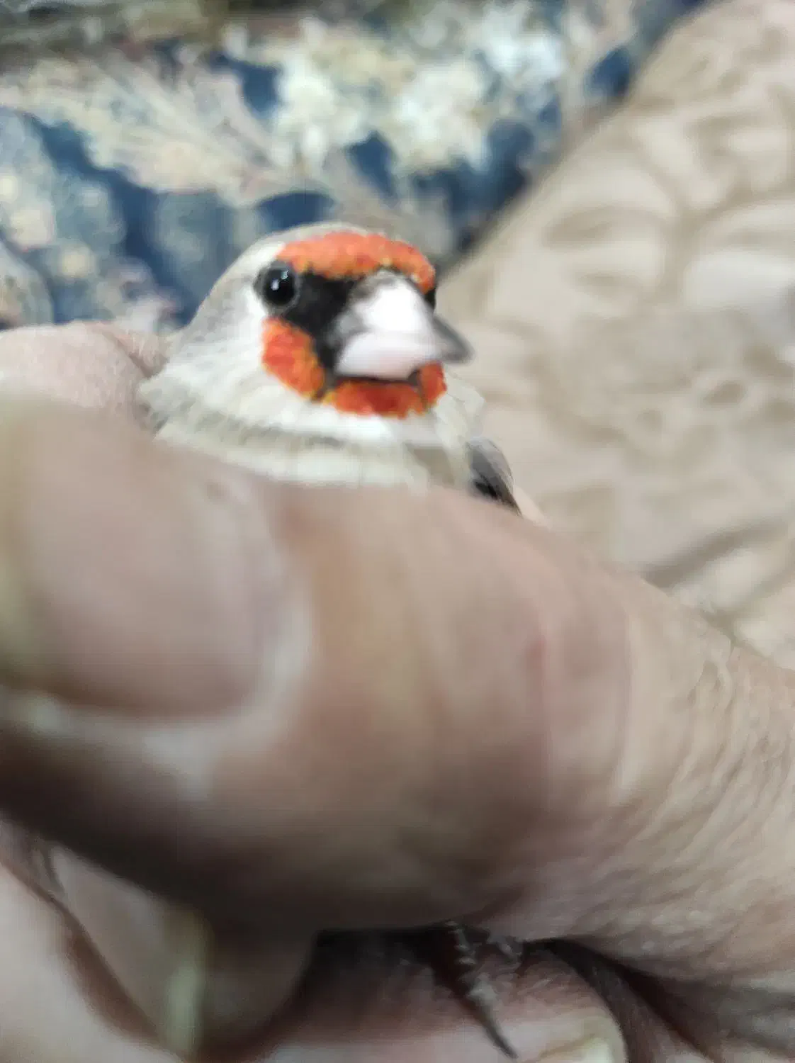 سره کرمانی یک وجبی|پرنده|تهران, زیبادشت|دیوار