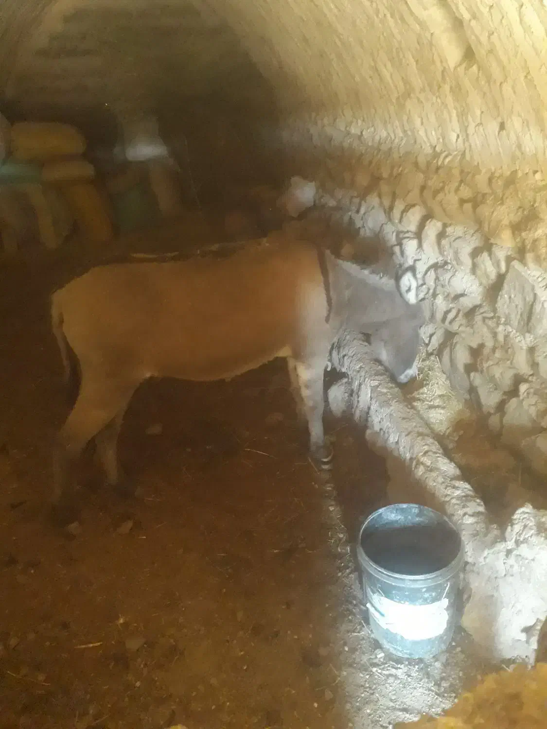 الاغ یا خر|حیوانات مزرعه|خرمدره, |دیوار