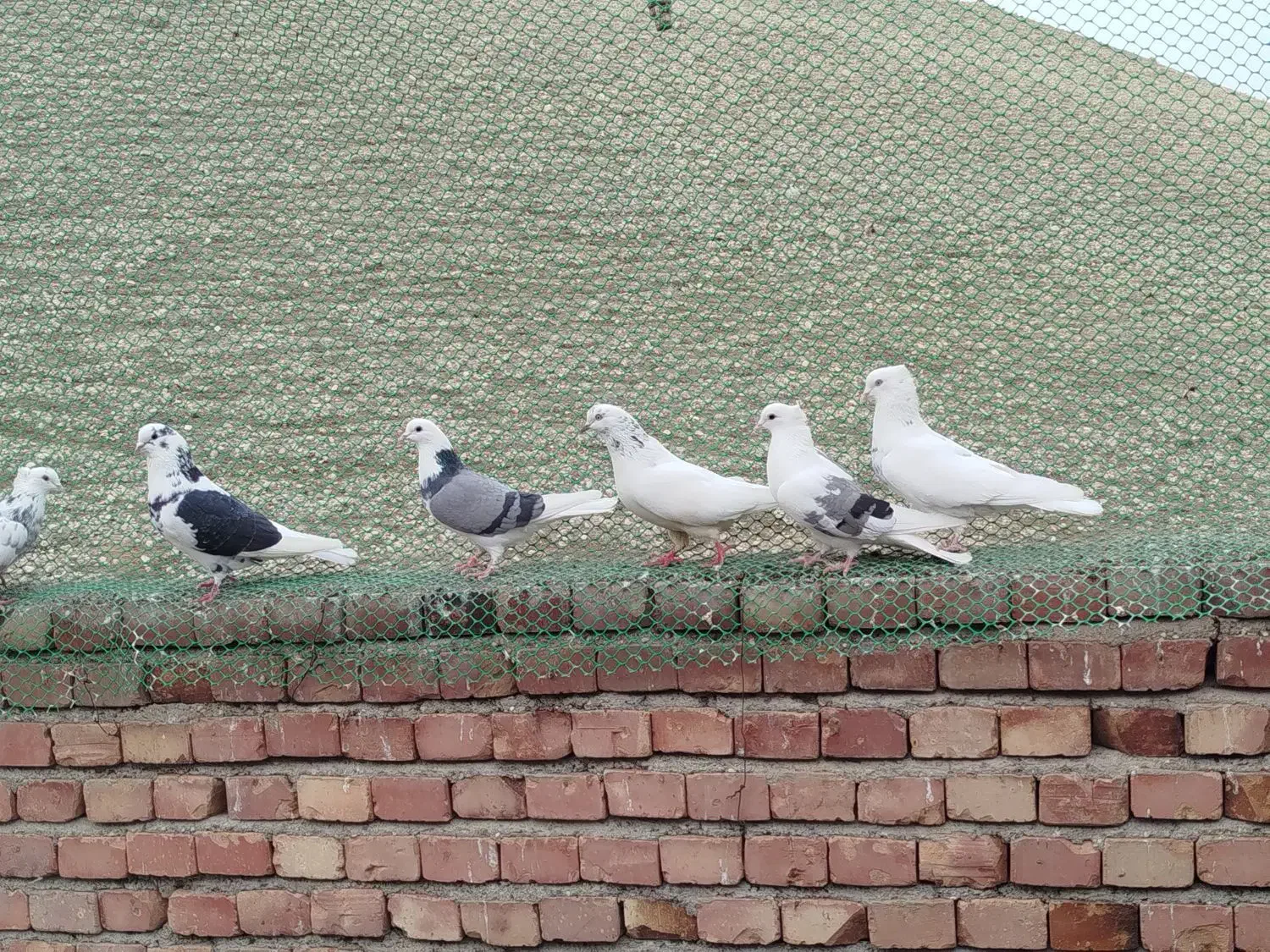 کبوتر|پرنده|ماکو, |دیوار