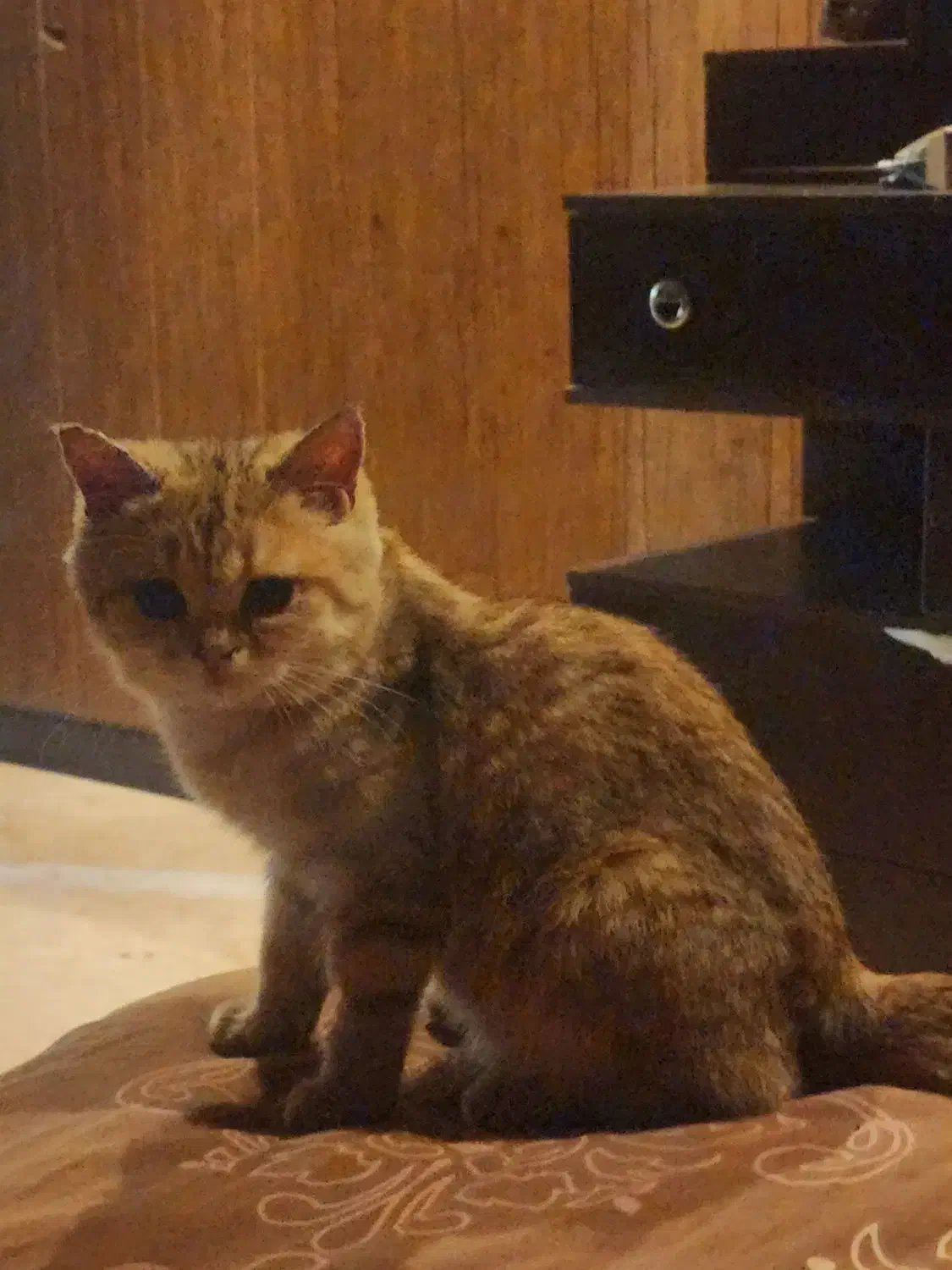 گربه گلد تبی|گربه|بومهن, |دیوار