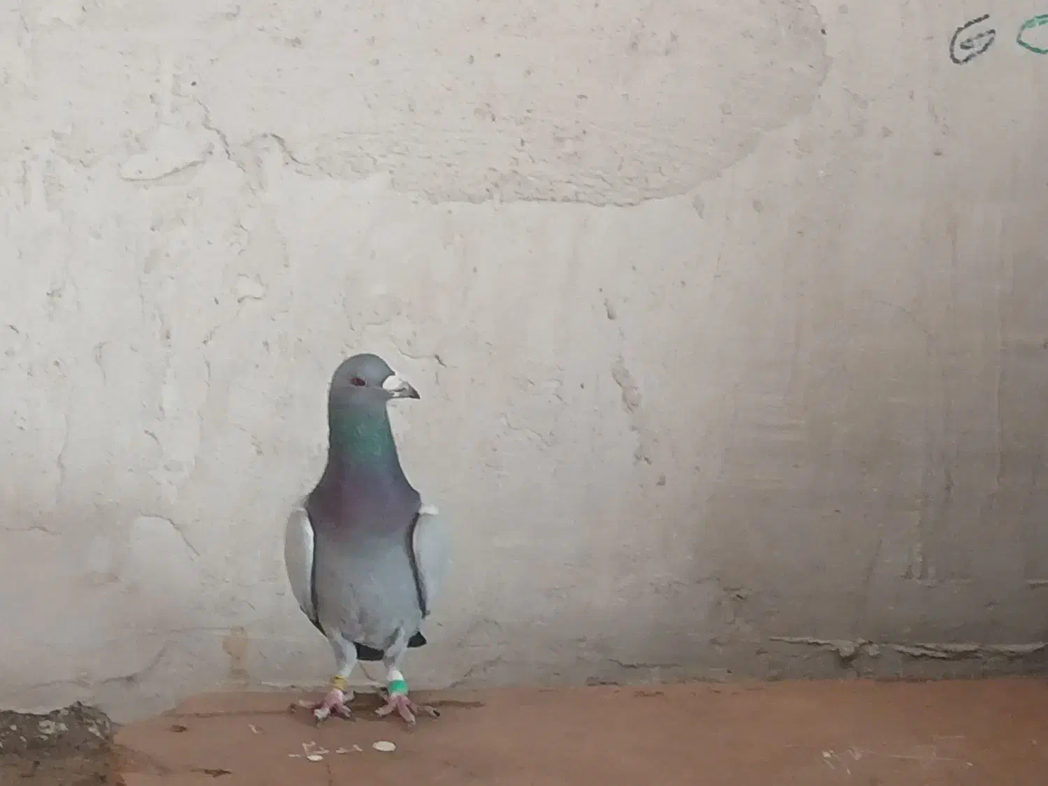 پلاکی|پرنده|دهدشت, |دیوار