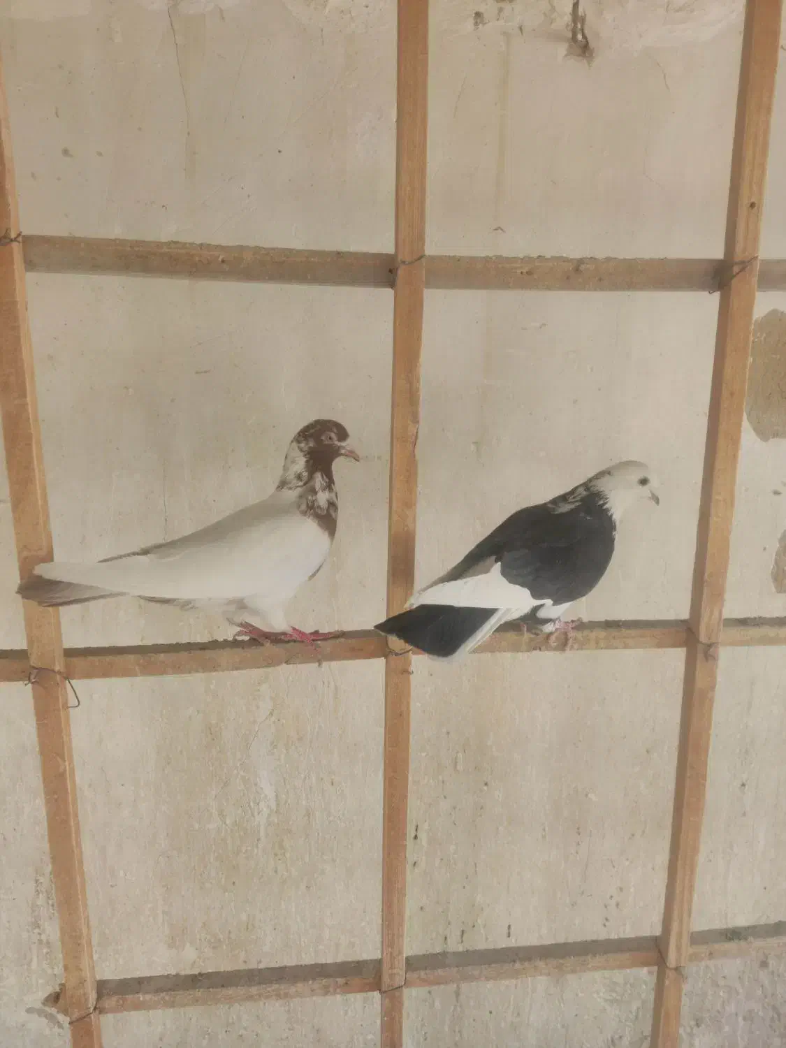 کفتر تهرانی شازده سیاه کله دم سرخ خارجی خال پیس|پرنده|فردیس, شهرک سپاه|دیوار