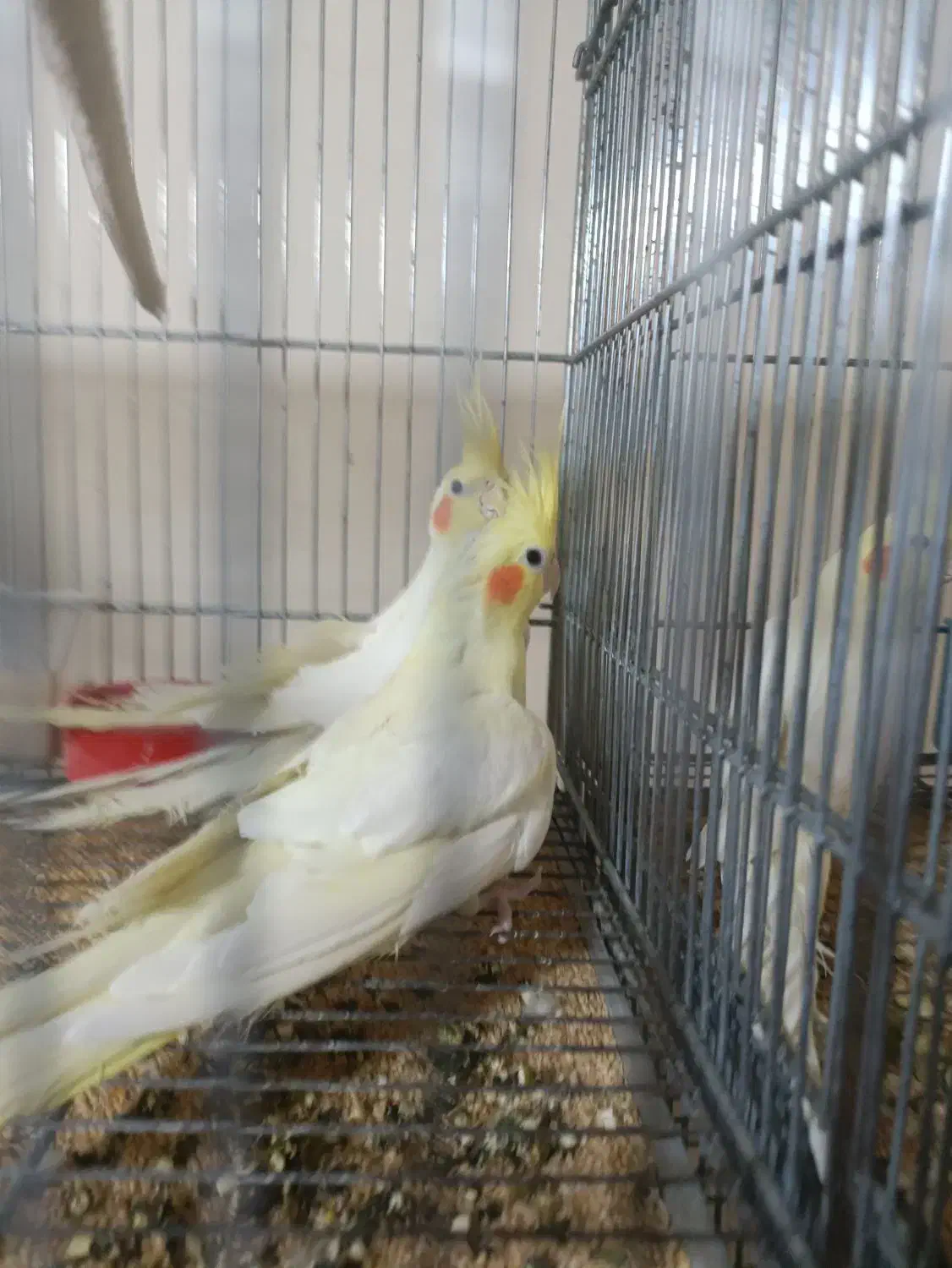 تعدادی عروس هلندی|پرنده|خمینیشهر, |دیوار