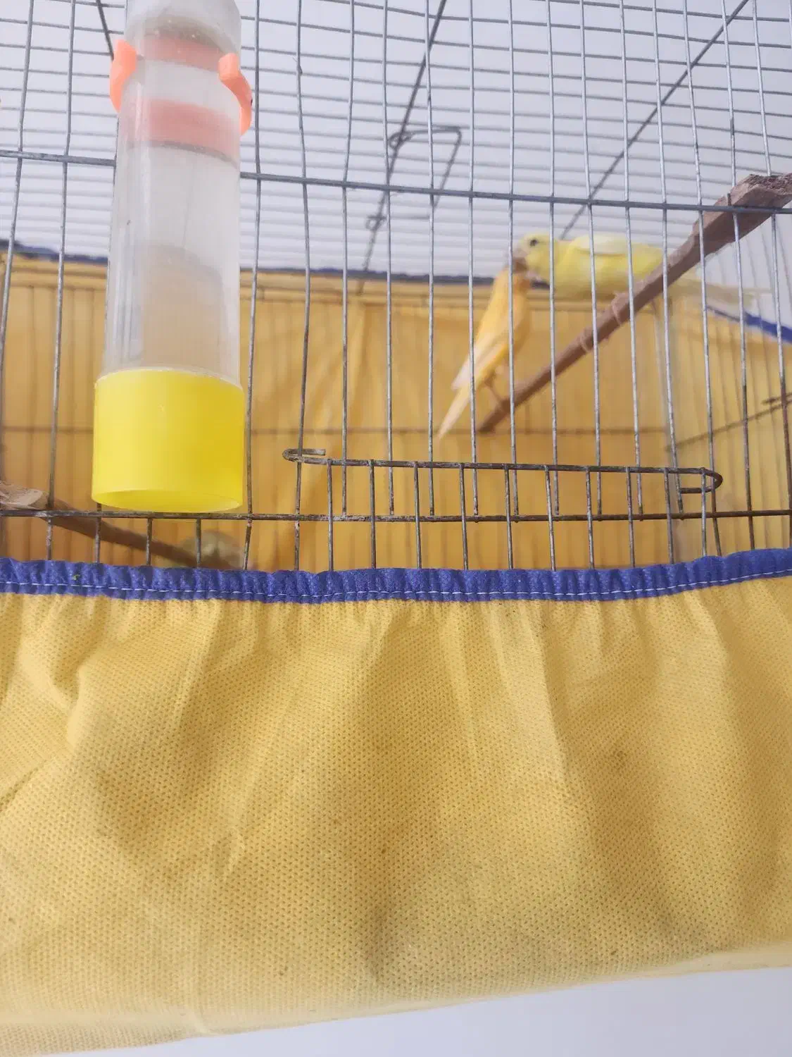 تعدادی قناری نروماده اماده وبخون وجوجه دوماهه|پرنده|ساوه, |دیوار