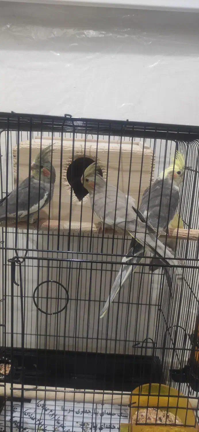 عروس هلندی نر و ماده عروسک|پرنده|رشت, باهنر|دیوار