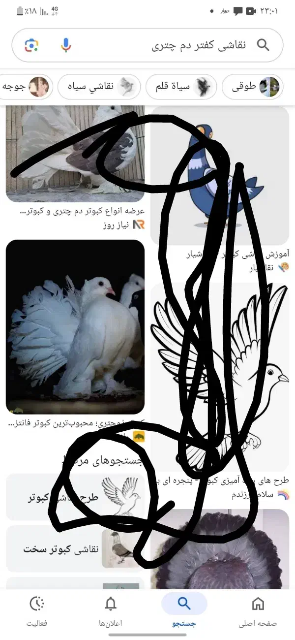 دم چتری دم فری|پرنده|شاهرود, |دیوار