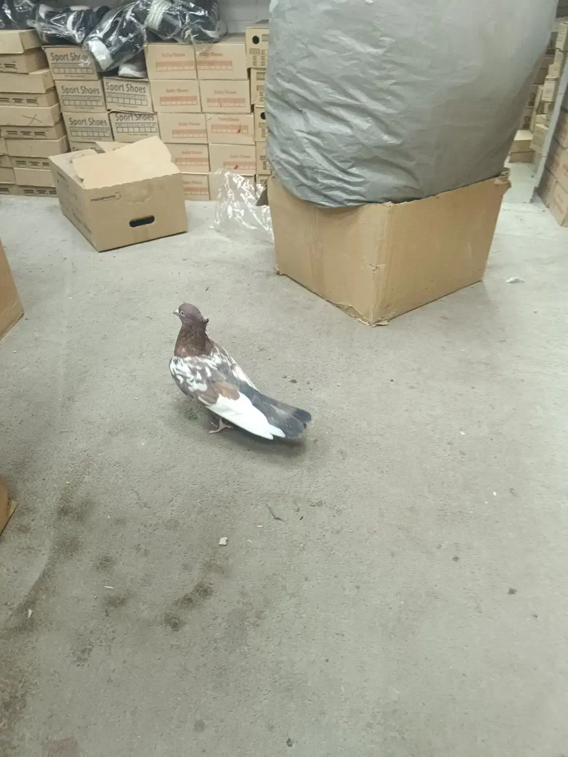 ۶ عدد کبوتر به قیمت مناسب|پرنده|ارومیه, |دیوار