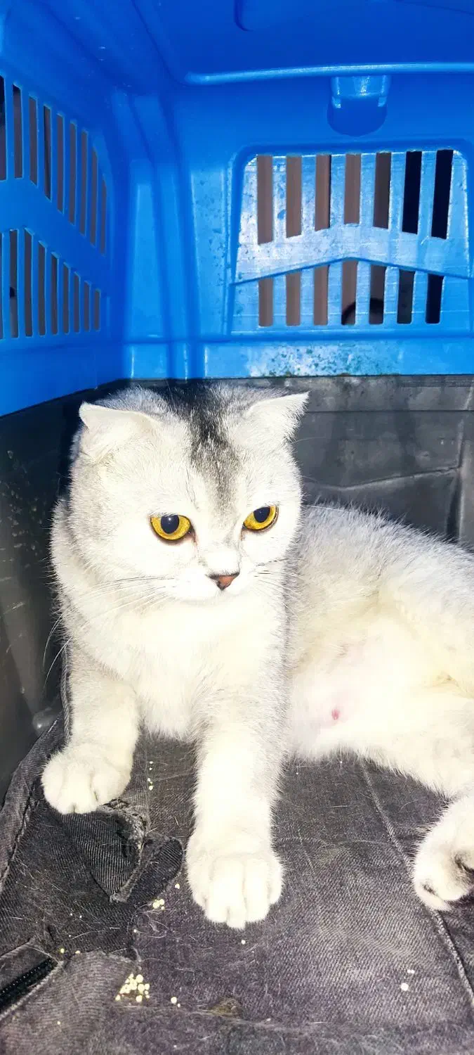 گربه|گربه|تهران, زیبادشت|دیوار