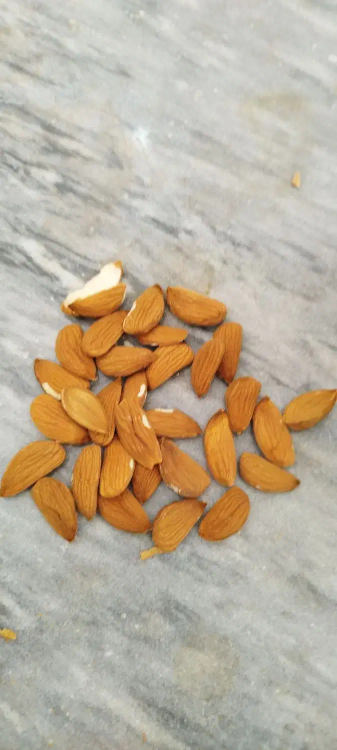 خرید بادام نقدوقیمت تجاری|خدمات باغبانی و درختکاری|فارسان, |دیوار