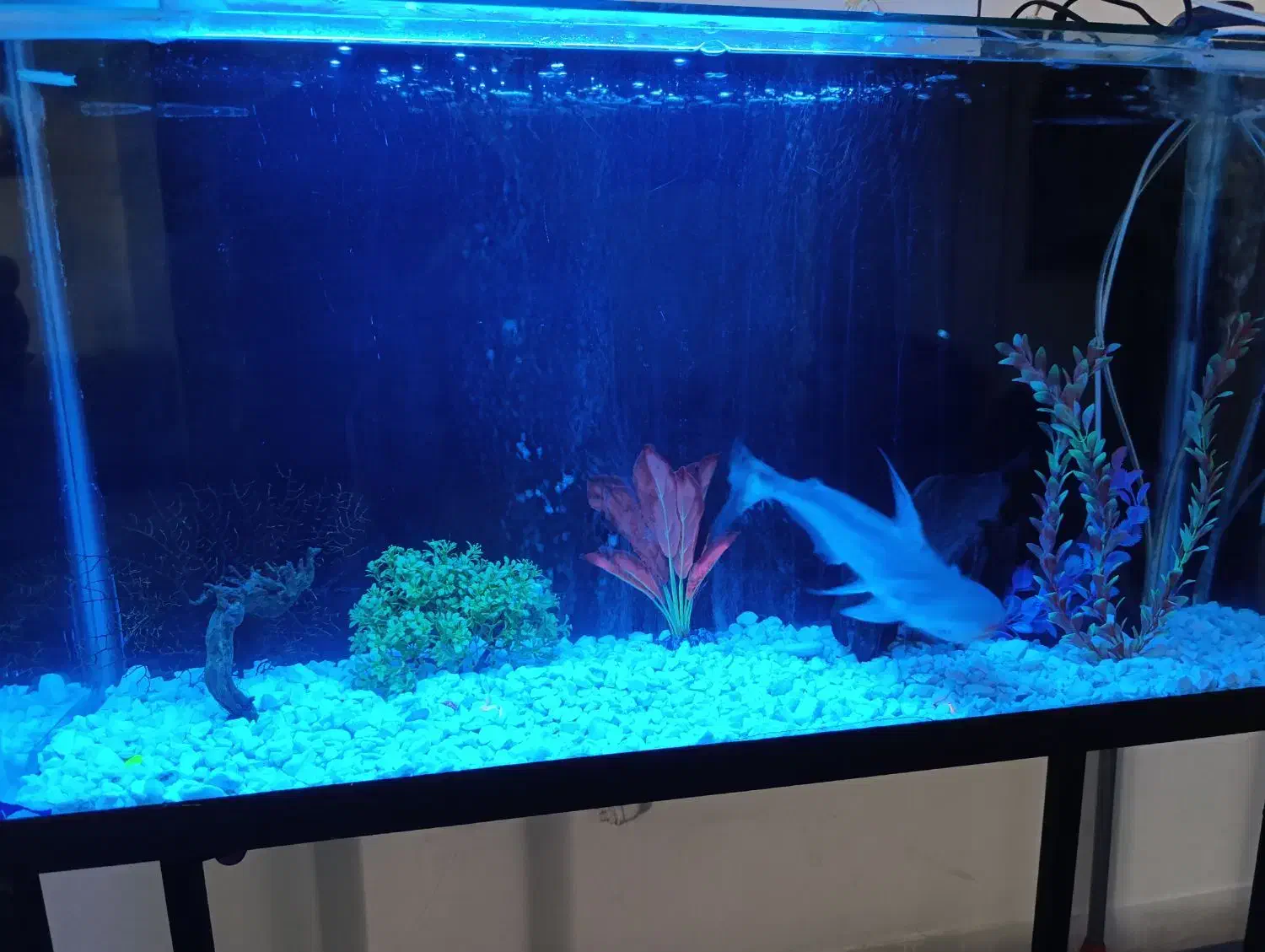 اکواریوم وماهی|ماهی|تهران, افسریه شمالی|دیوار