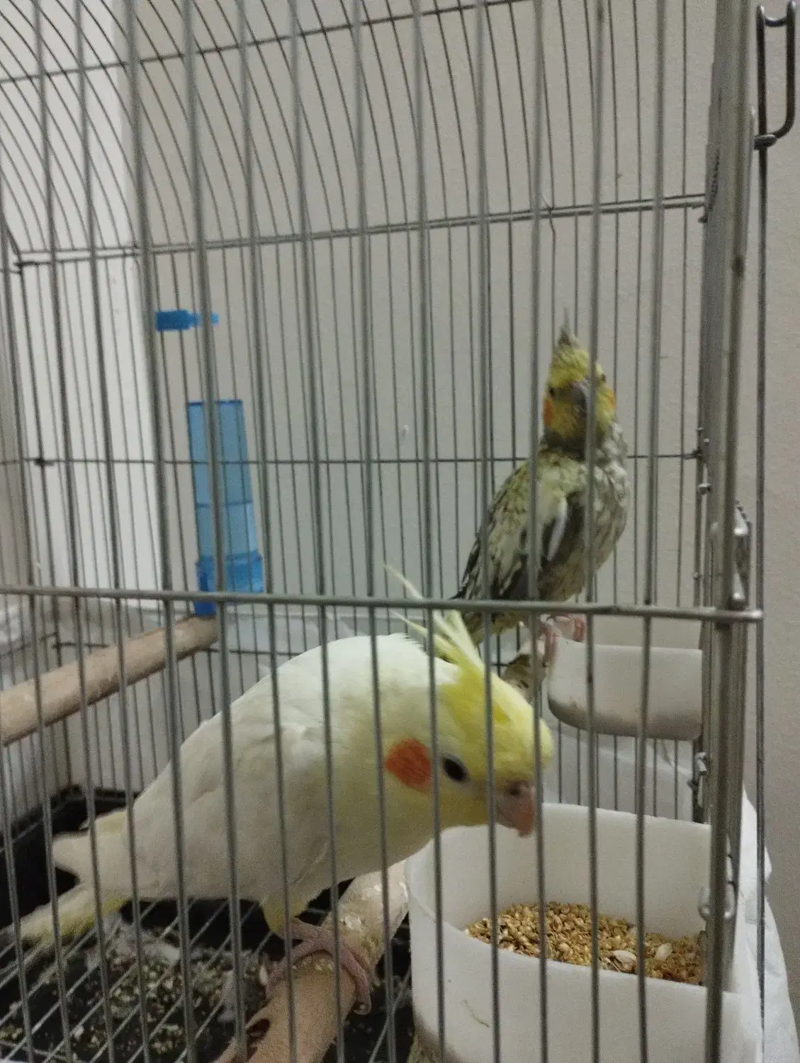 عروس هلندی بالغ ماده|پرنده|الوند, |دیوار