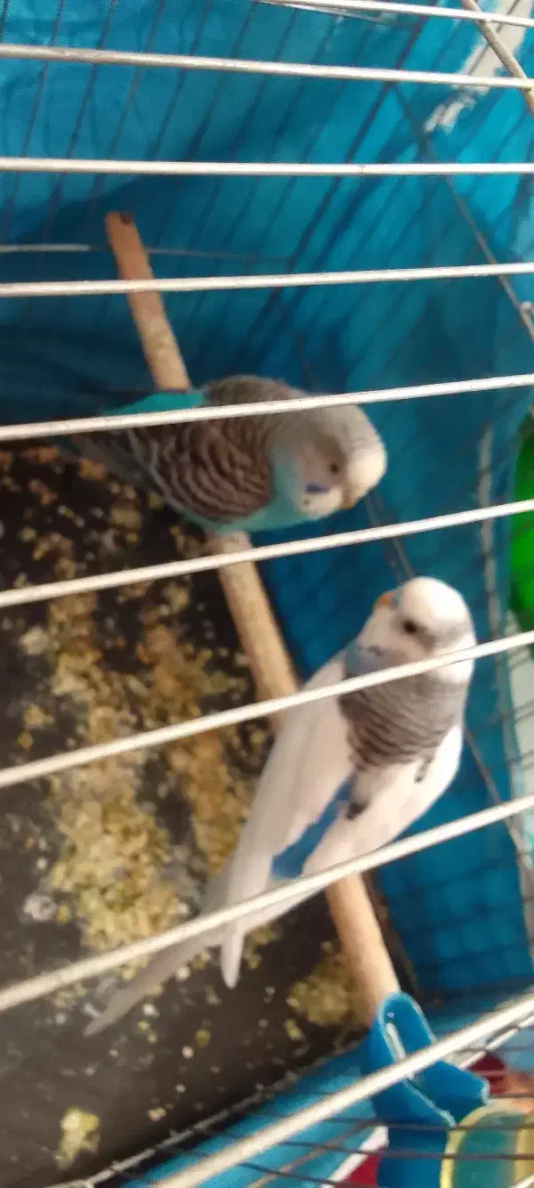 مرغ عشق|پرنده|پاکدشت, پاکدشت (مامازند)|دیوار