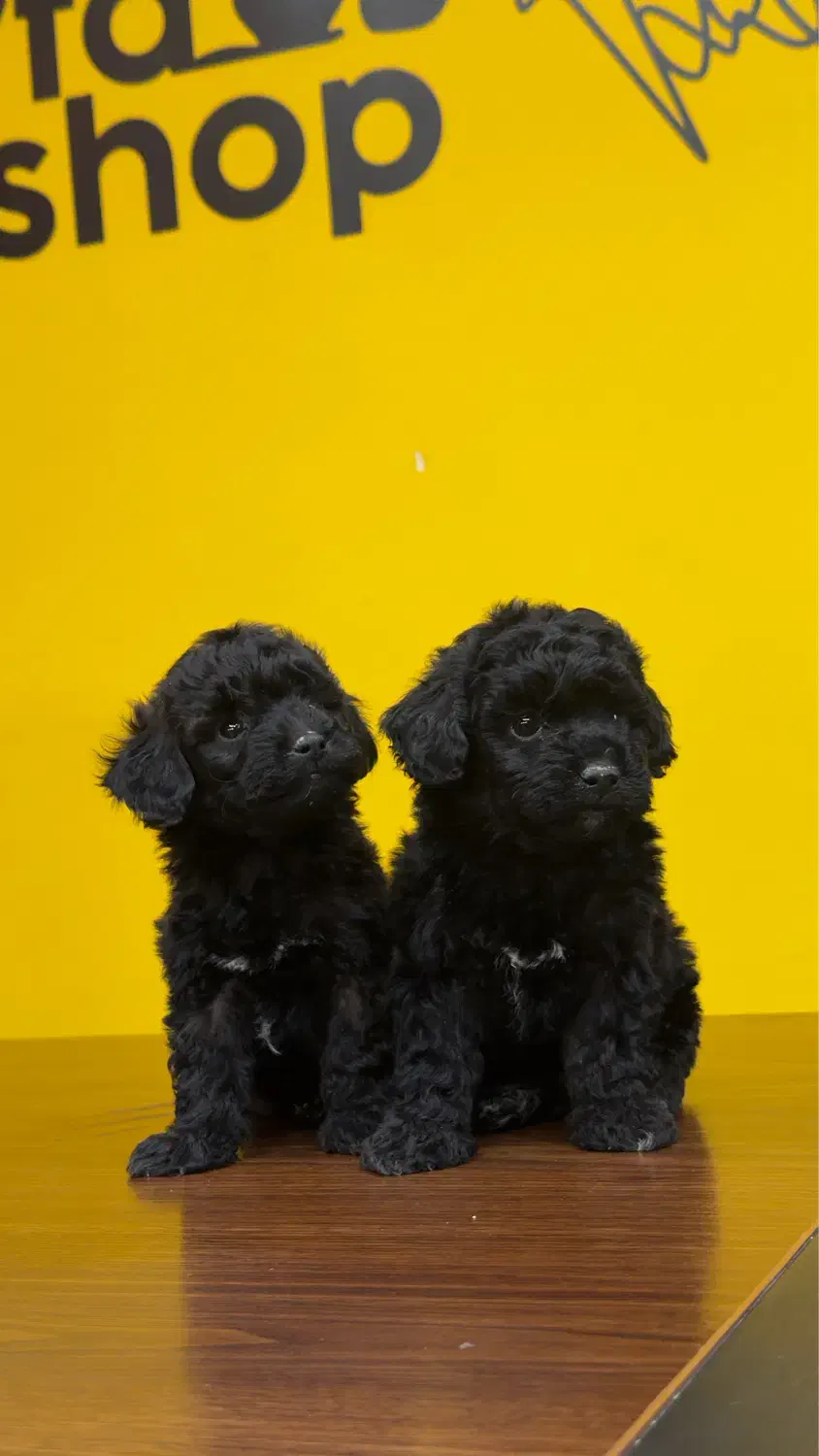 سگ توی پودل رنگ بلک وارداتی از روسیه|سگ|تهران, شهرک غرب|دیوار