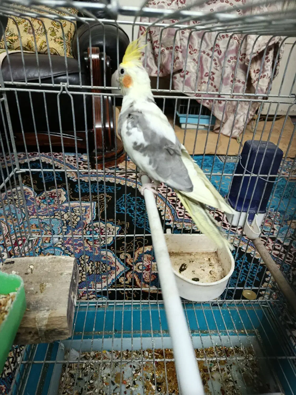 عروس هلندی|پرنده|یزد, |دیوار