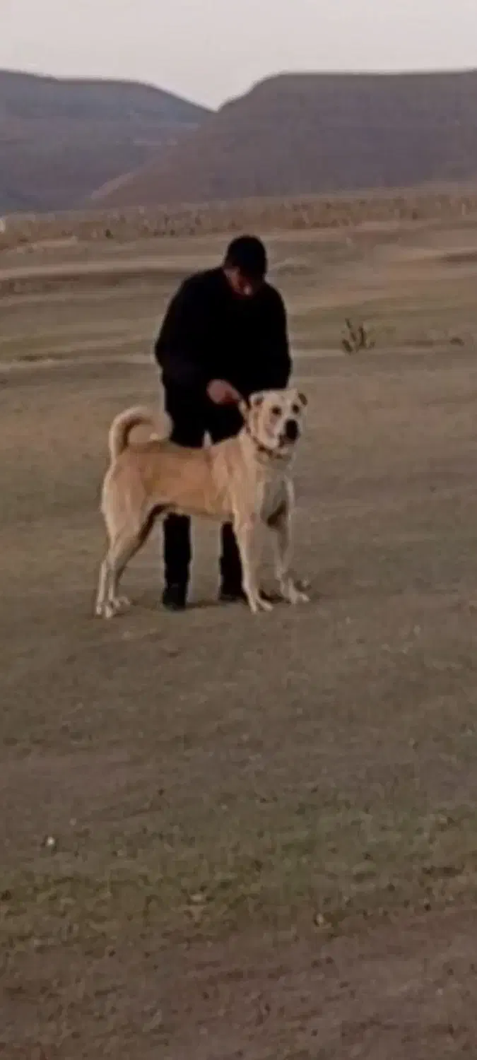 سگ عراقی|سگ|بستان آباد, |دیوار