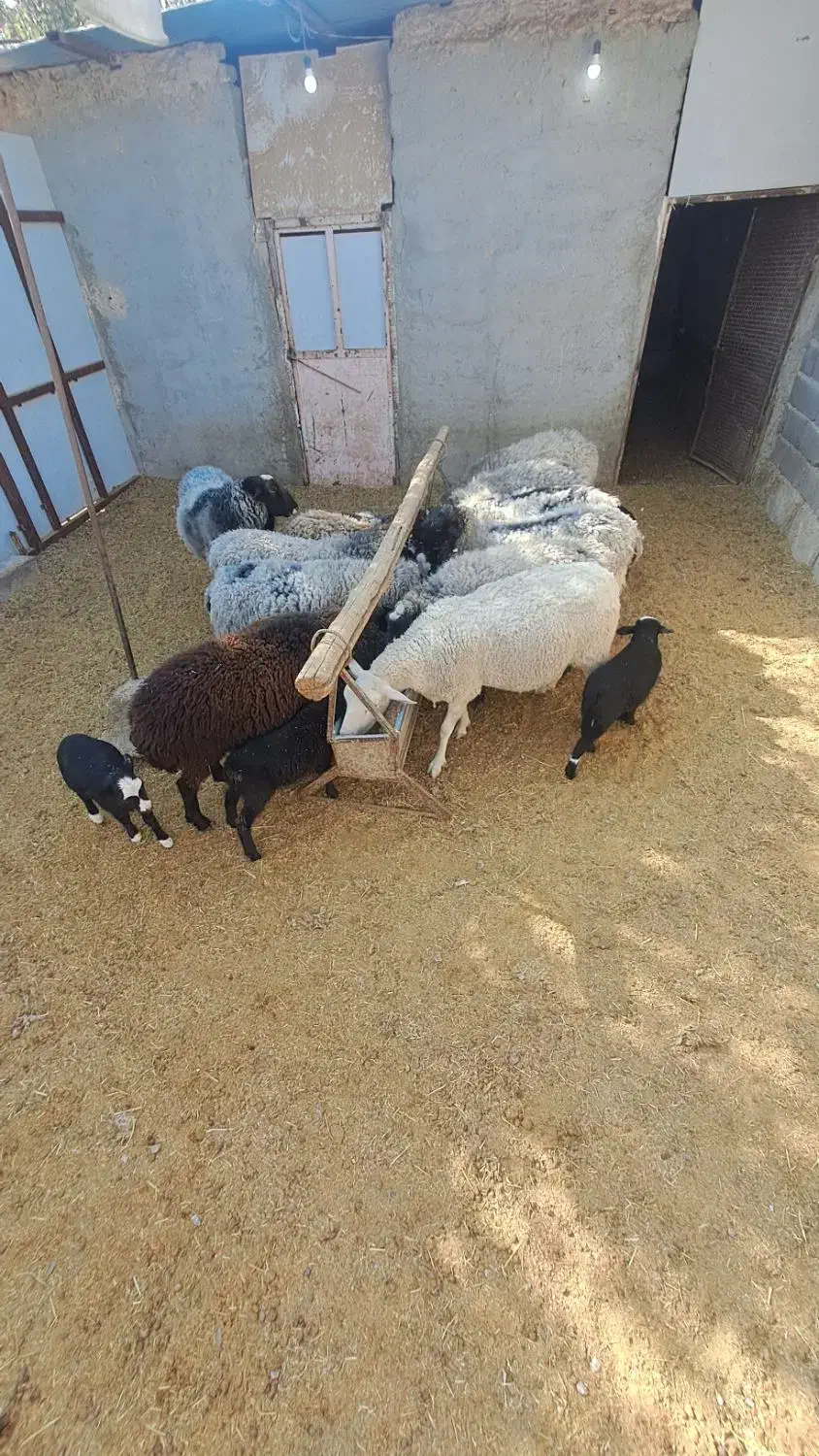 میش های خارجی چند قلو زا|حیوانات مزرعه|تهران, مخصوص|دیوار