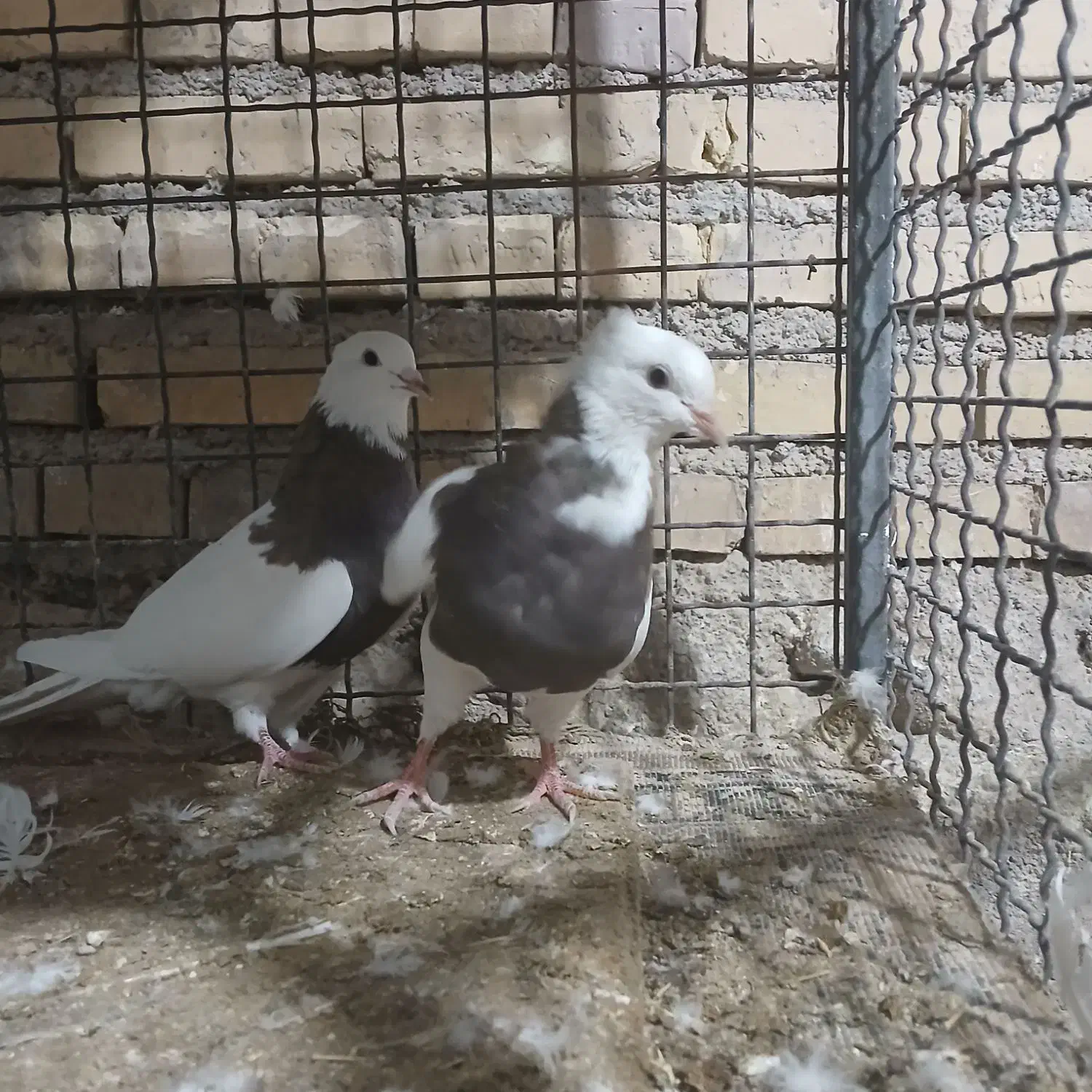 ۶ عدد کبوتر طوقی سرحال|پرنده|لردگان, |دیوار