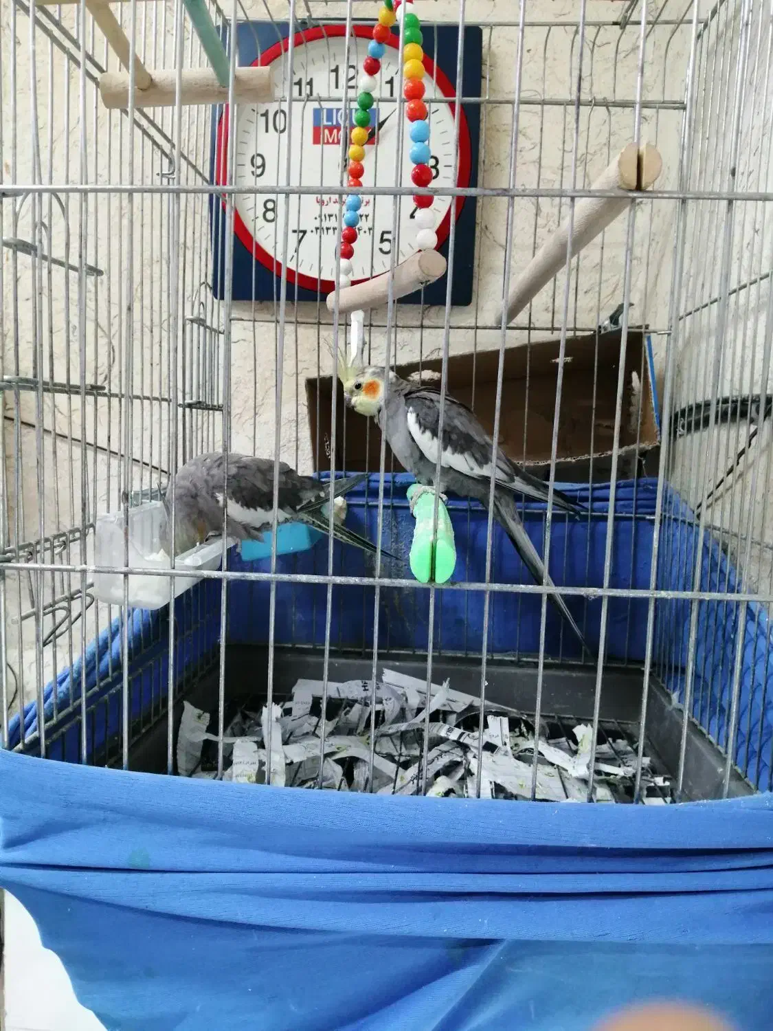 عروس هلندی نژاد آلپینو قیمت مناسب|پرنده|شاهین‌شهر, فردوسی|دیوار