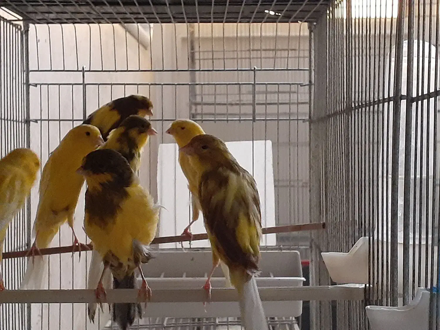 ماده رسمی|پرنده|قم, زاد|دیوار