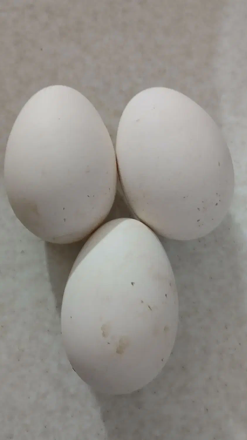 تخم نطفه دار قوغاز|حیوانات مزرعه|سبزوار, هویزه|دیوار