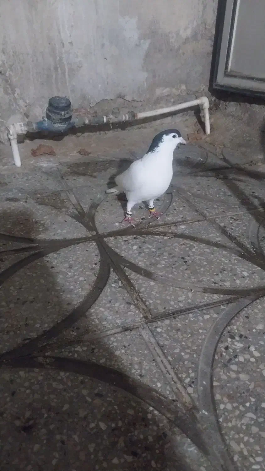 کفتر|پرنده|پاکدشت, پاکدشت (مامازند)|دیوار