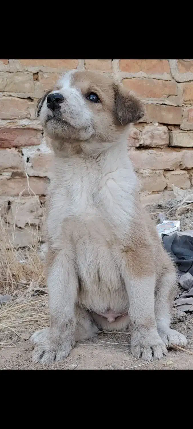 واگذاری سگ نگهبان|سگ|تهران, ارم|دیوار