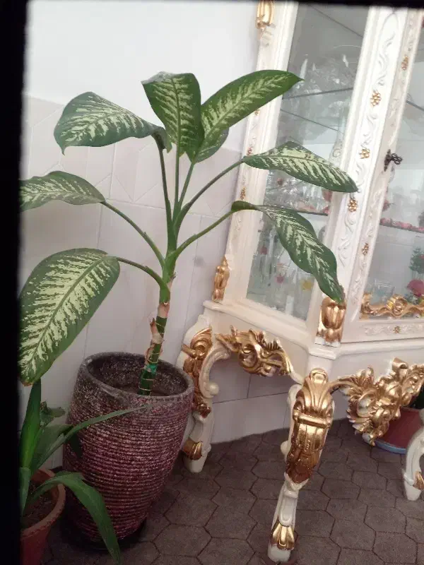 گل دیفن باخیا گلدان بزرگ|گل و گیاه طبیعی|ابهر, |دیوار