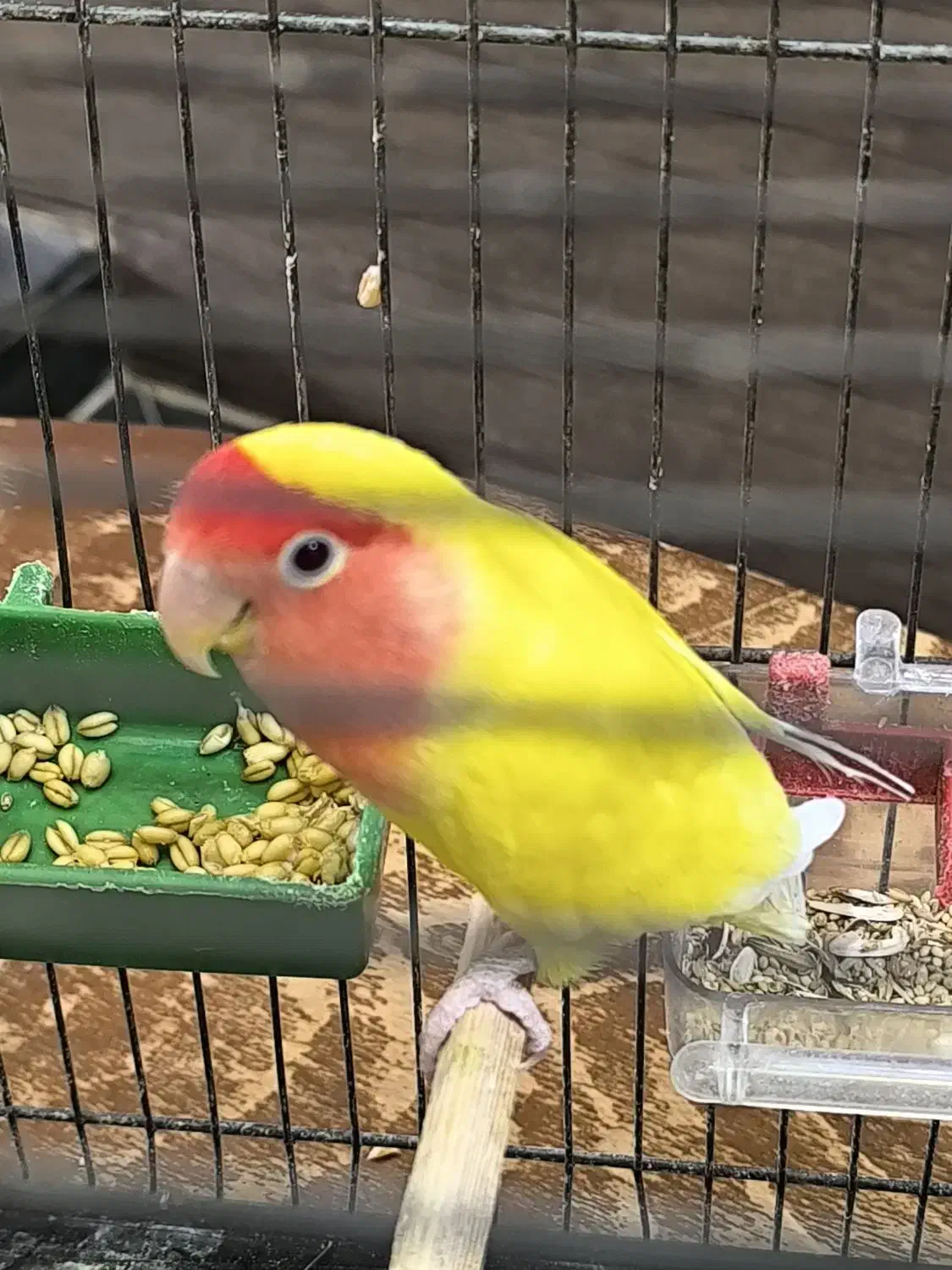 ۳ عدد کوتوله|پرنده|قم, هنرستان|دیوار