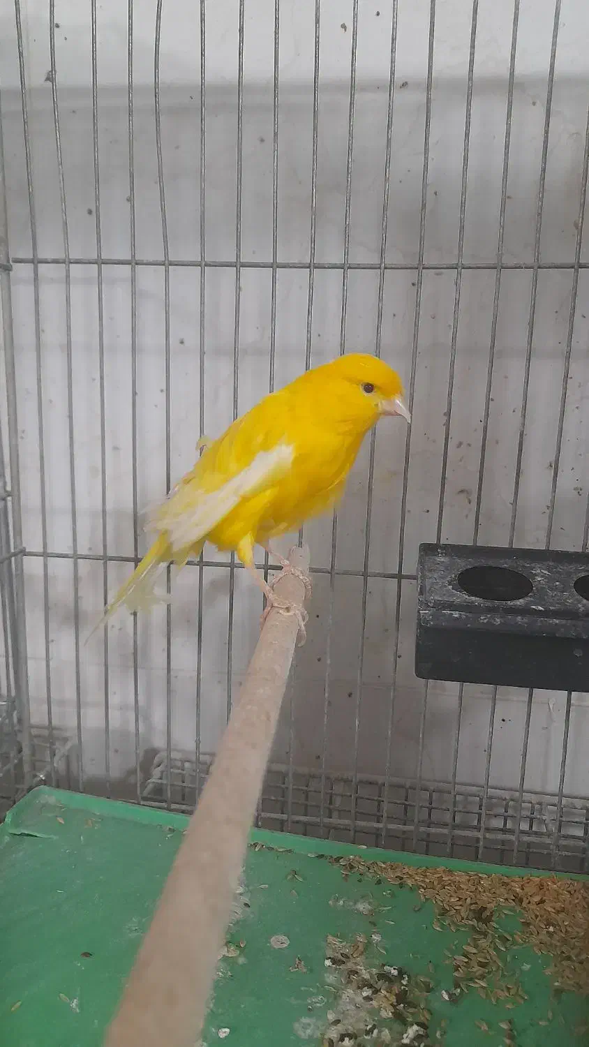 فروش تعدادی قناری|پرنده|فولادشهر, مسکن مهر فولادشهر|دیوار